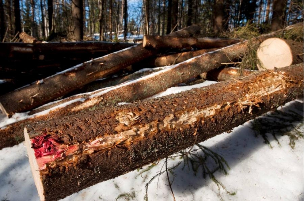 Metsäteollisuus ry:n jäsenyritykset ostivat viime vuonna puuta yksityismetsistä 32,9 miljoonaa kuutiota.