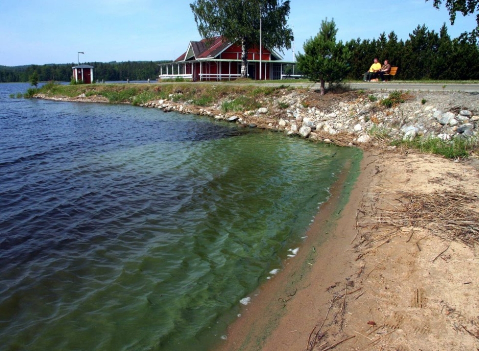 Nurmeksen sataman uimarannassa oli sinilevää kesällä 2010.