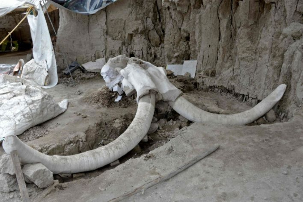 Alueelta löydettiin yhteensä noin 800 mammutinluuta. Lehtikuva/AFP
