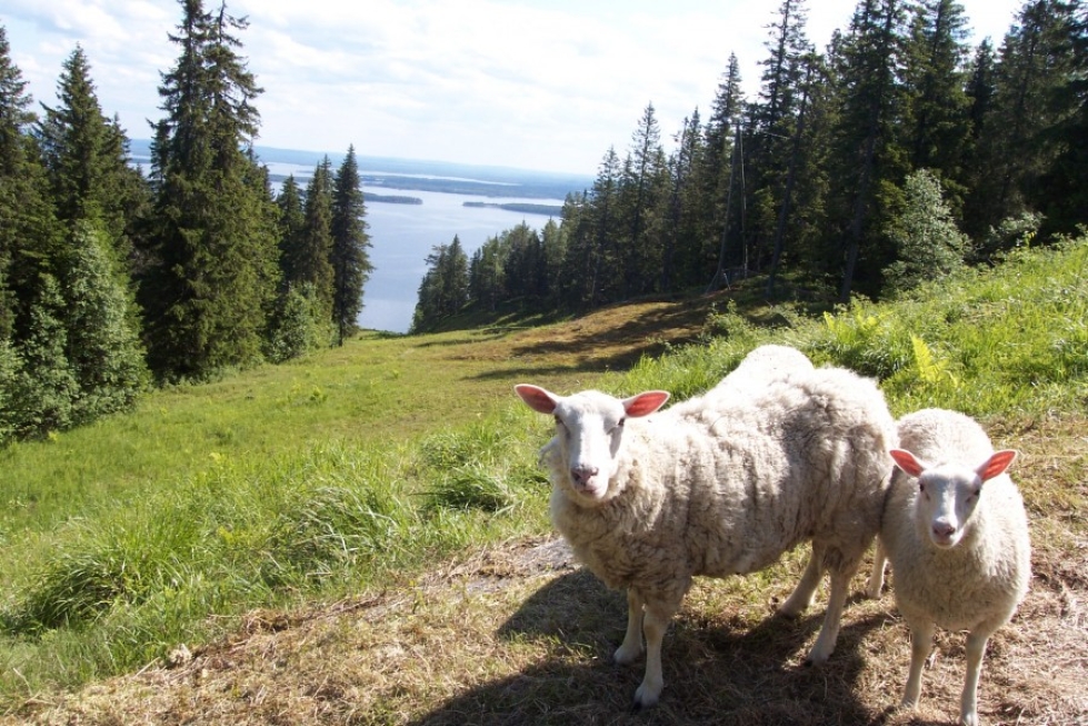Lammaspaimenen pestit Kolin kansallispuiston maisemissa ovat saavuttaneet suuren suosion.