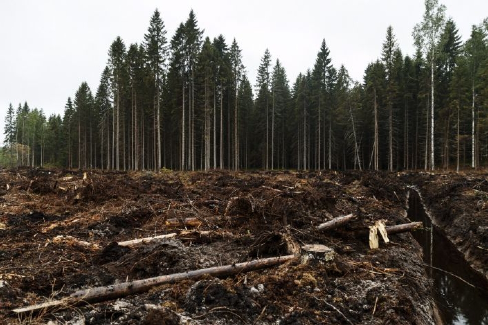 Suomen ilmastopaneeli korostaa metsien kehitykseen liittyviä epävarmuuksia. LEHTIKUVA / RONI REKOMAA