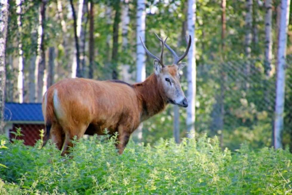Karjalaisen toimittaja Sirpa Suomalainen kuvasi davidinhirven Kiteen eläinpuistossa.