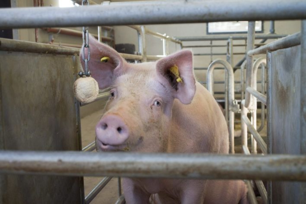 Sikarutto on nostanut sianlihan hintaa Kiinassa ja lisännyt myös suomalaisen sianlihan kysyntää. LEHTIKUVA / TIMO AALTO