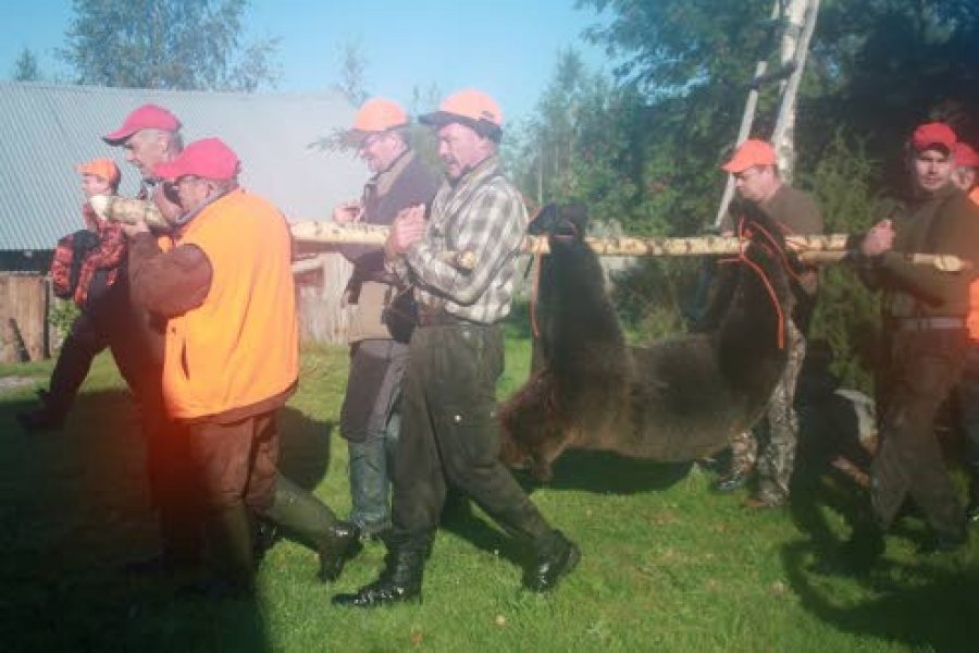 Oskolan erän ja UPM:n metsästysseurueen kaatama karhu painoi 150 kiloa.