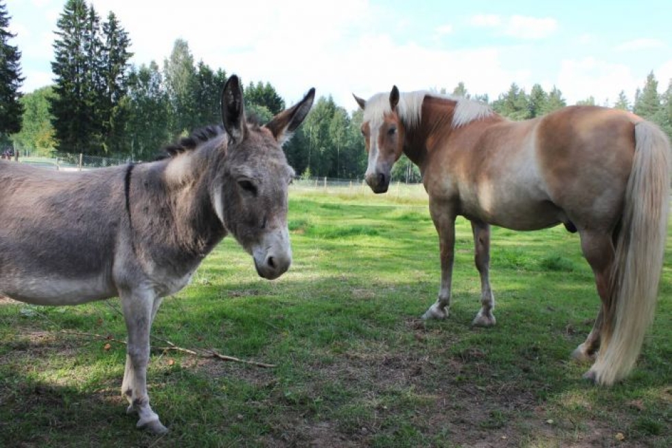 Saarilan kotieläinpihassa on asunut muun muassa aasi ja hevonen.