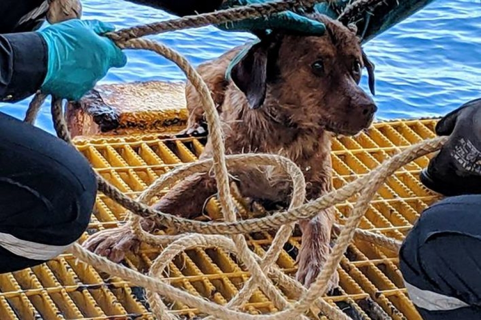 Kukaan ei tiedä, miten Boonrodiksi nimetty koira oli veteen päätynyt ja kuinka pitkän ajan se oli uinut meressä. Kuva: Lehtikuva/AFP/Handout