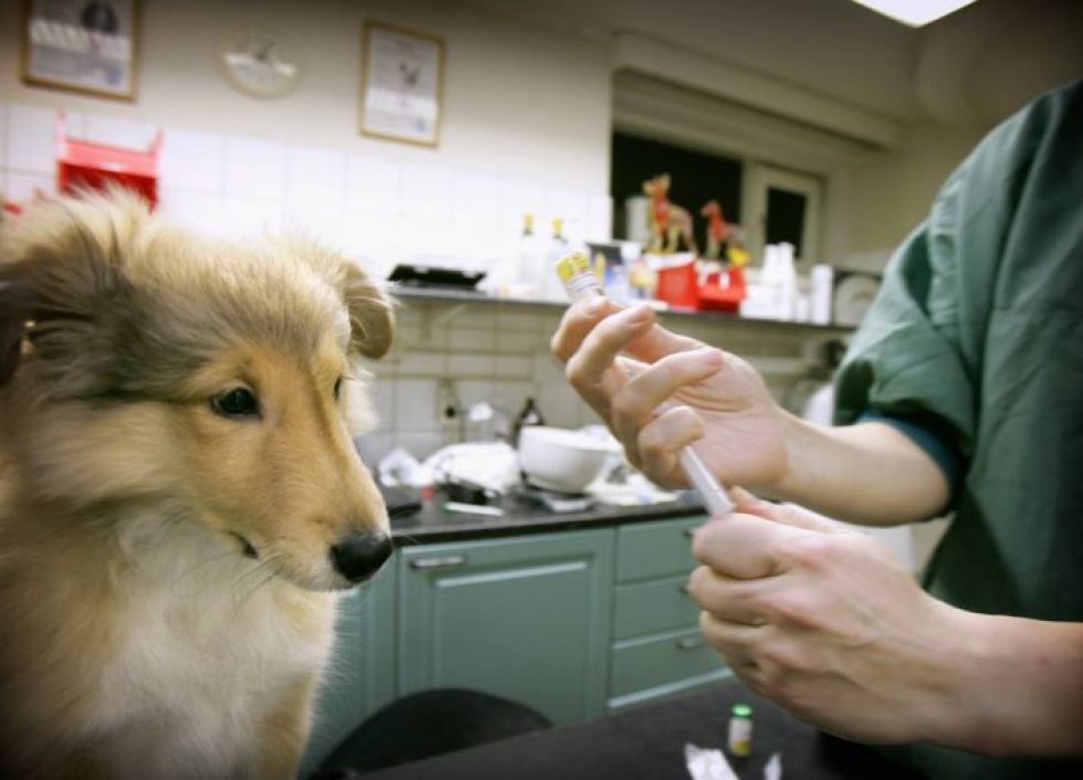 Koirat on syytä rokottaa rabiesta, parvovirusta, penikkatautia ja adenoviruksen aiheuttamaa tarttuvaa maksatulehdusta vastaan ennen matkaa. Arkistokuva.