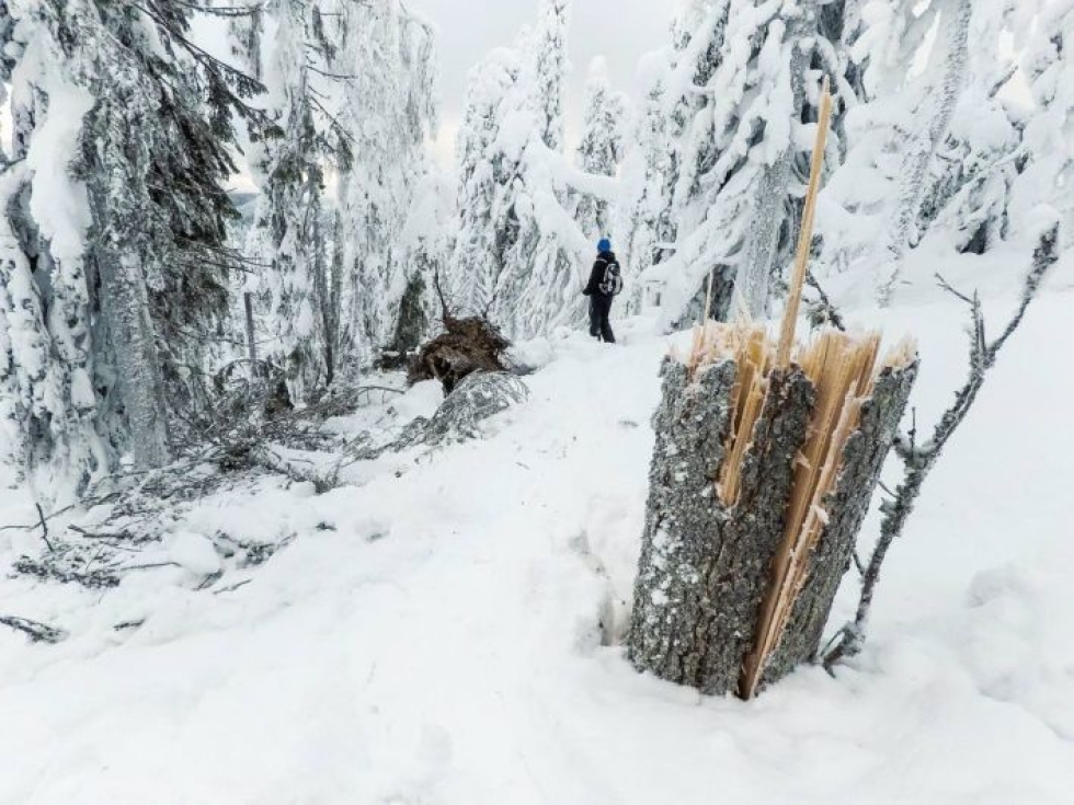 Ukko- ja Paha-Kolin väliltä tammikuussa 2018 otetusta kuvasta näkee, että lumi ja tuuli murtavat järeitäkin runkoja. 