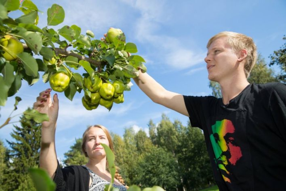 Päärynäpuun hedelmät ovat pian kypsiä poimittaviksi, kertovat Lauri Mononen ja Outi Kinnunen.
