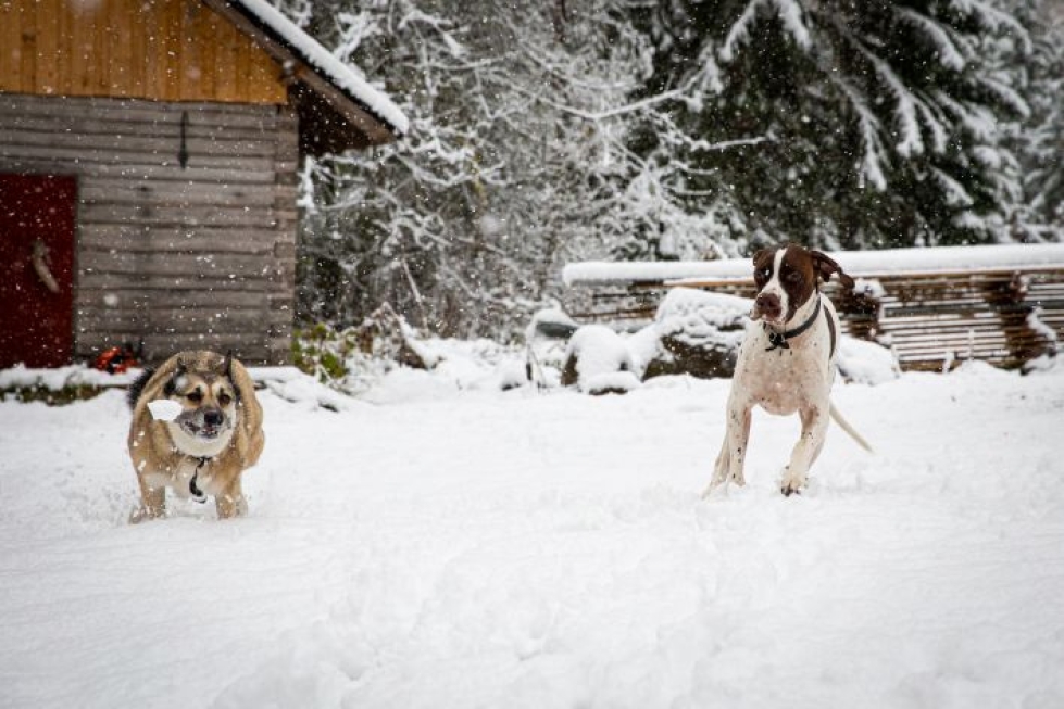 Maisa ja Raymond iloitsivat ensilumesta Joensuun Kummun kylässä, missä lunta oli paikoitellen jopa yli 10 senttiä.