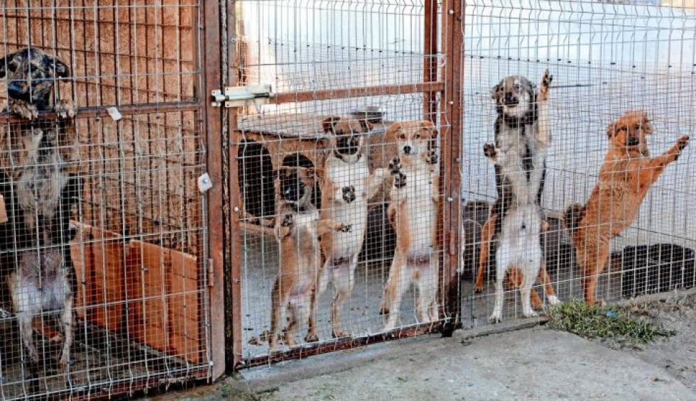 Kulkukoirat ovat ongelma myös Euroopassa. Jos koiralle haluaa tarjota kodin, pitäisi varmistaa, ettei koirassa ole eläintauteja ja se on asianmukaisesti rokotettu.
