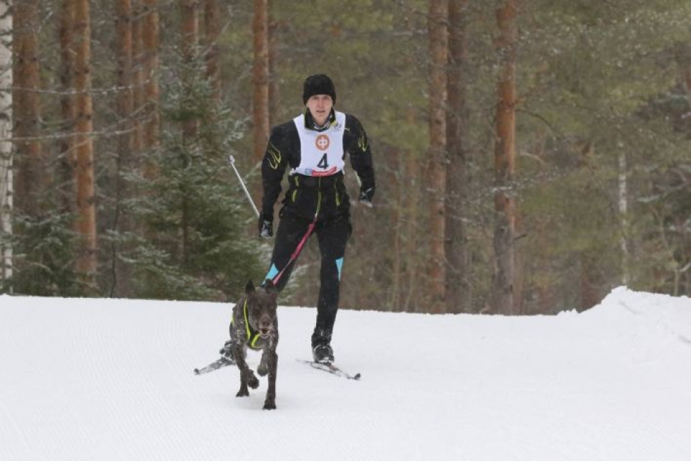 Pirjo Ilvosen parina juossut lyhytkarvainen saksanseisoja Eräaamun Jämä osallistui ensimmäiseen kilpailuunsa.