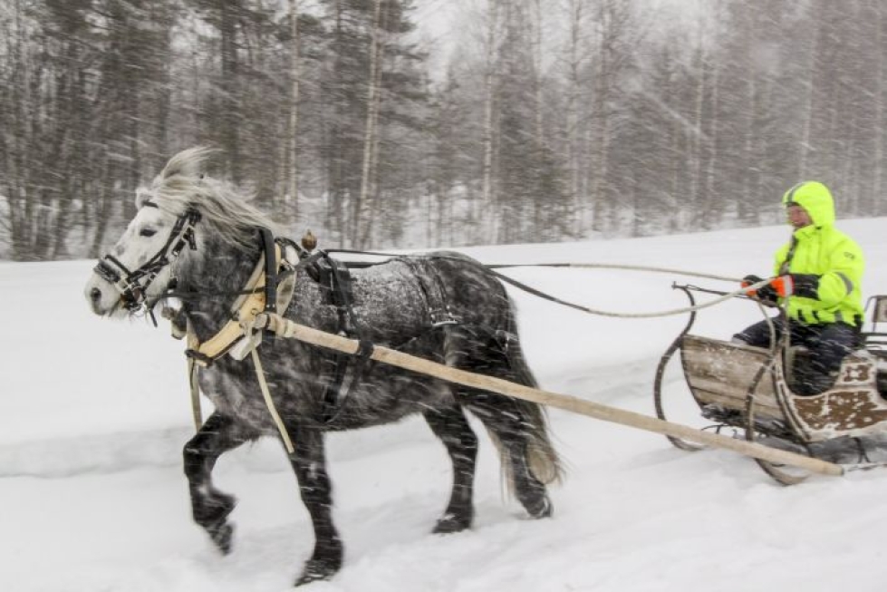 Kontiolahtelainen Siru Seppänen, 46, haaveilee, että hänen islanninhevosensa Litla vielä joskus vetäisi polttopuut metsästä kotiin. Luokkivaljastus ja vanhan kirkkoreen vetäminen lumipyryssä ainakin olivat Litlan mieleen.