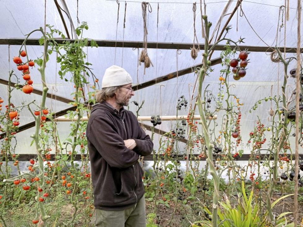 Viime kesänä Tuukka Häkkisellä oli koeviljelyssä 40 eri tomaattilajiketta, joista jatkoon pääsi 14.