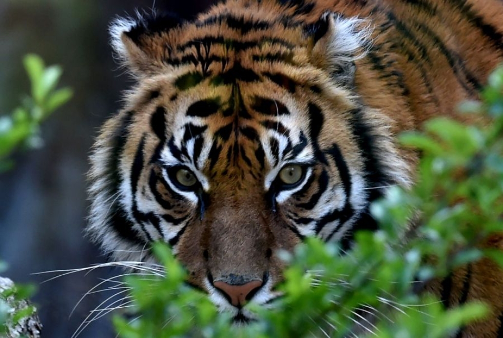 Uhanalaisten tiikerien kannat ovat elpyneet hiukan, kertoo WWF. LEHTIKUVA/AFP