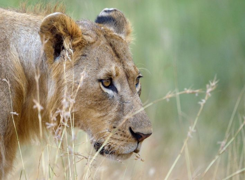 Etelä-Afrikan vaikutusvaltainen ja rikas metsästystoimiala  perustuu paljolti vankeudessa kasvatettuihin leijoniin.
LEHTIKUVA / AFP