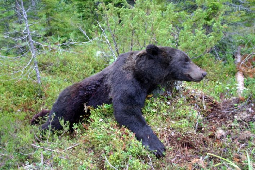 Ensimmäiset karhut kaatuvat todennäköisesti jo karhujahdin alkamispäivänä maanantaina