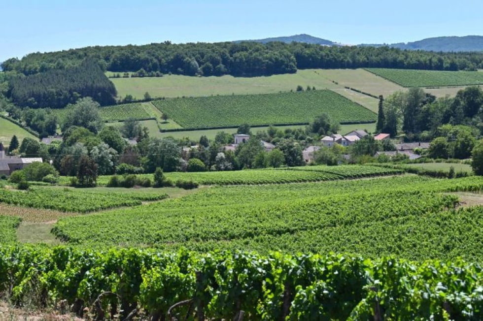 Ranskaan odotetaan kovia helteitä taas ensi viikoksi. Rypälelajikkeestaan tunnetun Chardonnayn kylän viiniviljelmiä Ranskassa. LEHTIKUVA / AFP