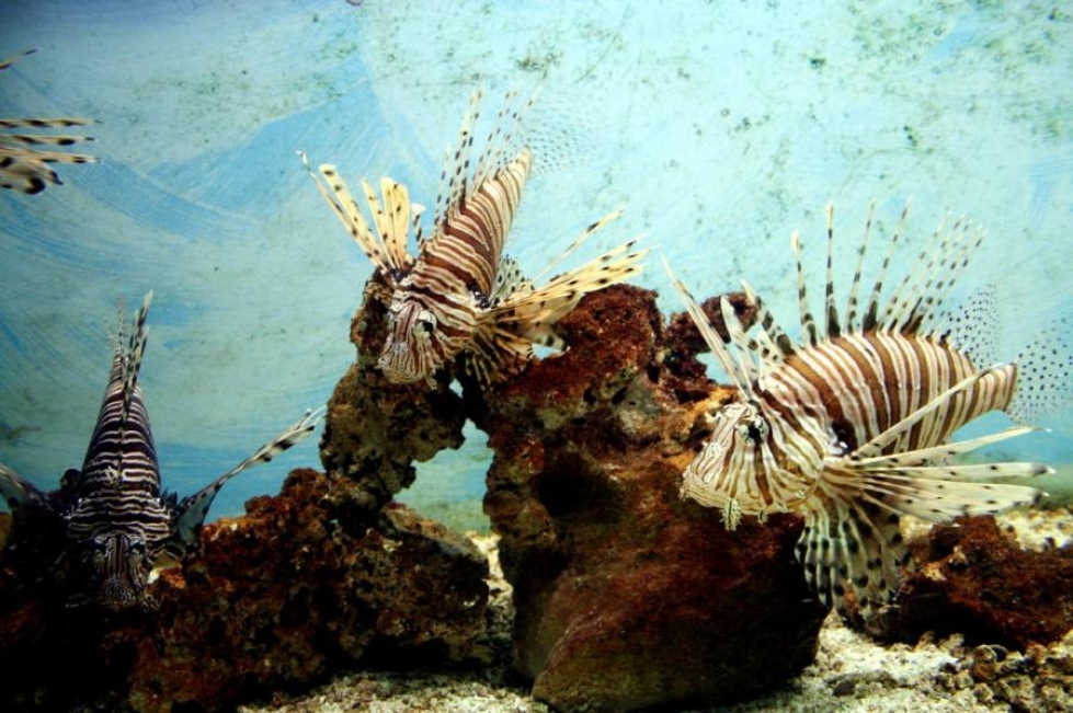 Koralleja voi nähdä esimerkiksi Protaralsem Ocean Aquarium Parkissa Kyproksella.