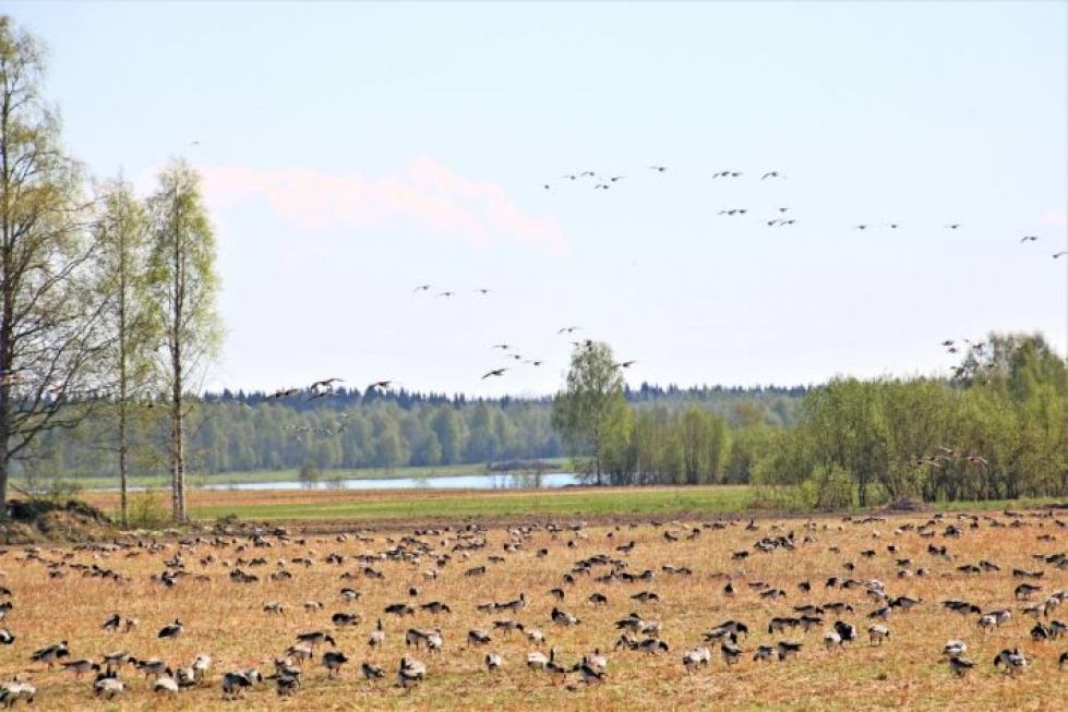 Ensimmäiset valkoposkihanhet ovat alkaneet kokoontua viljapelloille Keski-Karjalassa. Parvet saattavat kasvaa valtaviksi, kunhan pääjoukko lähtee liikkeelle kohti pohjoista.
