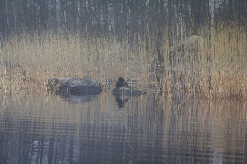 Norppa kotimaisemissaan Linnansaaren kansallispuistossa Savonlinnassa.