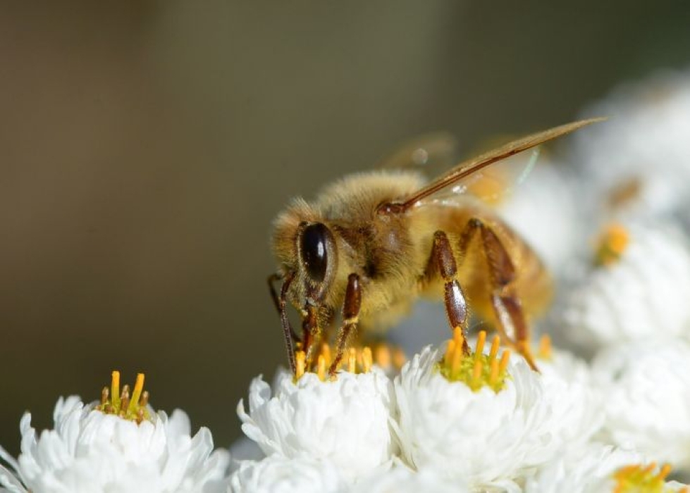 Mehiläistarhauksen päätuote on hunaja, mutta sen lisäksi mehiläispesät tuottavat esimerkiksi siitepölyä ja vahaa. LEHTIKUVA / MIKKO STIG