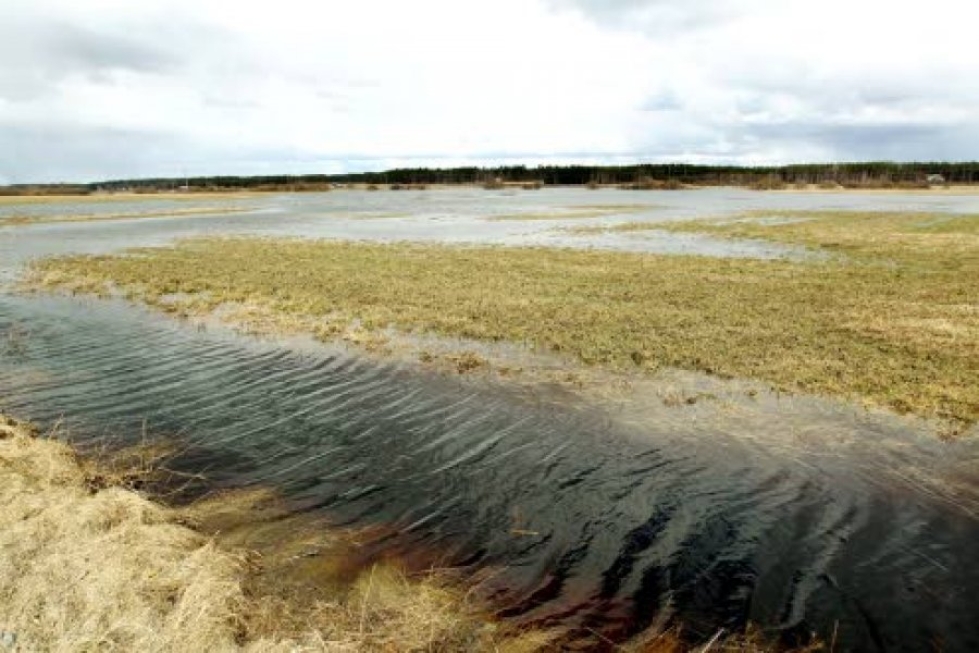 Vesi nousi toukokuun alussa pelloille Liperin Viinijärvellä.