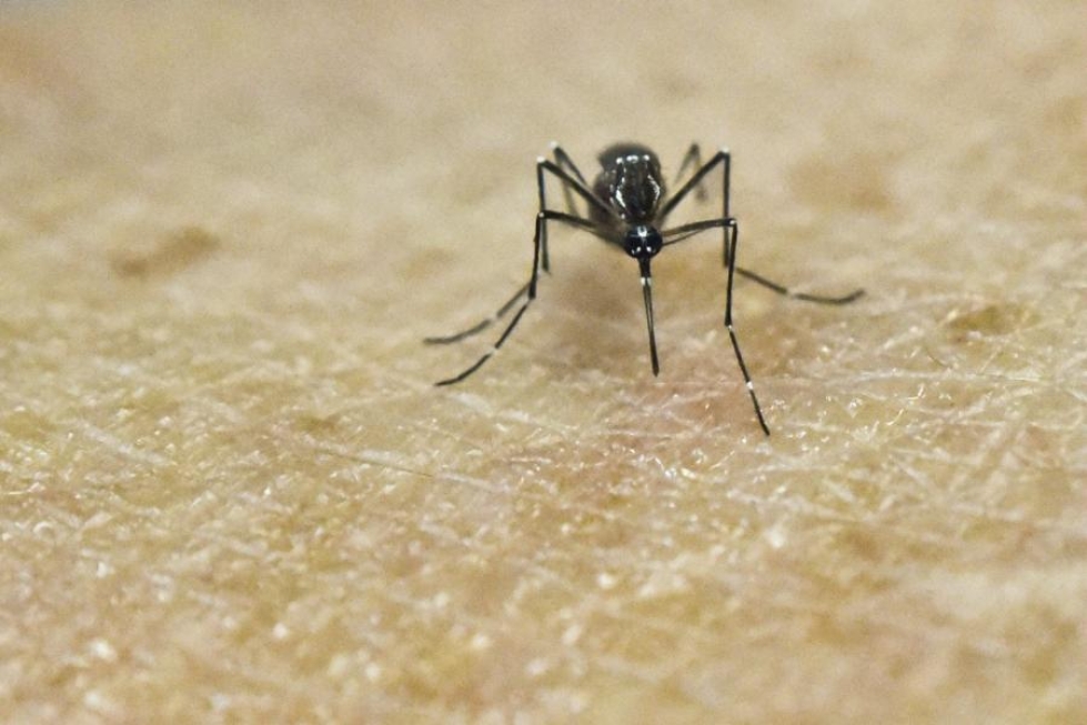 Viranomaiset eivät ole löytäneet virusta Floridassa testatuista hyttysistä, mutta pitävät silti hyvin todennäköisenä, että virus on tarttunut niistä. LEHTIKUVA/AFP