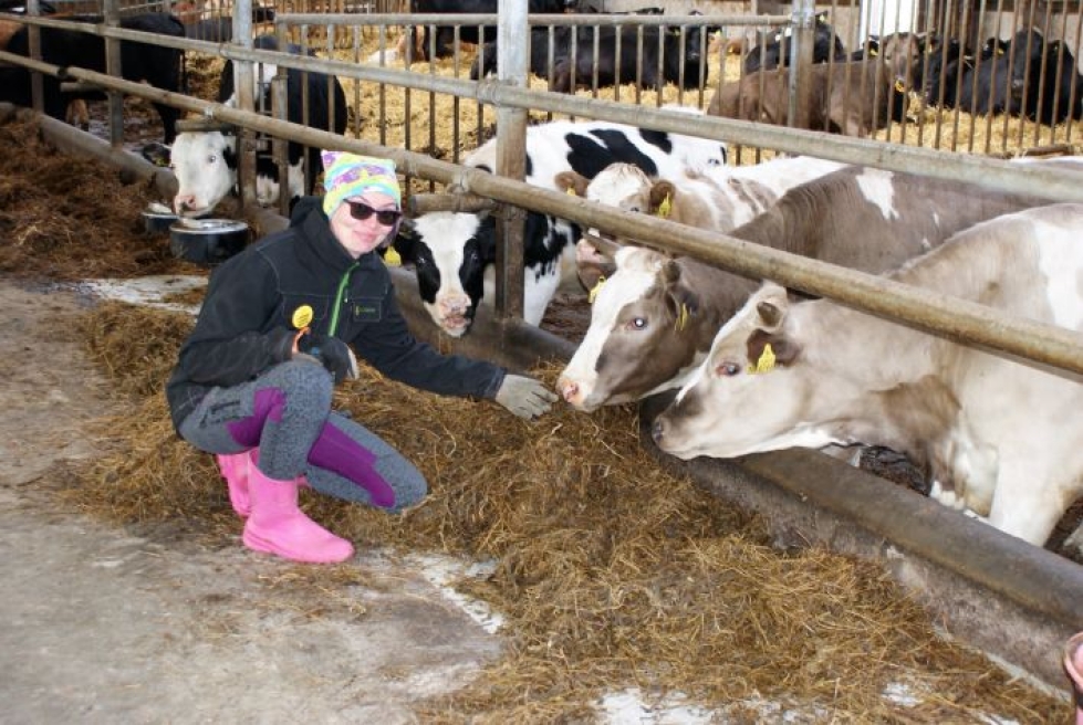 Katja Timonen työpaikallaan lehmiä rapsuttelemassa.