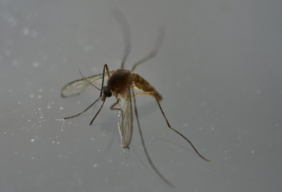Zikavirus leviää pääasiassa hyttysten pistosta, mutta sen on todettu voivan tarttua myös sukupuoliyhteydessä. LEHTIKUVA/AFP