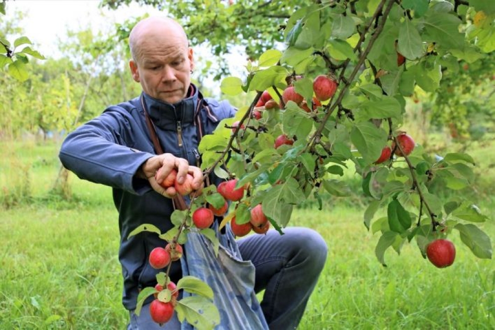 Pikkupurolassa Rääkkylässä omenoiden myynti aloitettiin elokuun puolen välin jälkeen. Omenanviljelijä Jorma Hakulinen kerää tässä Sandra-lajiketta.