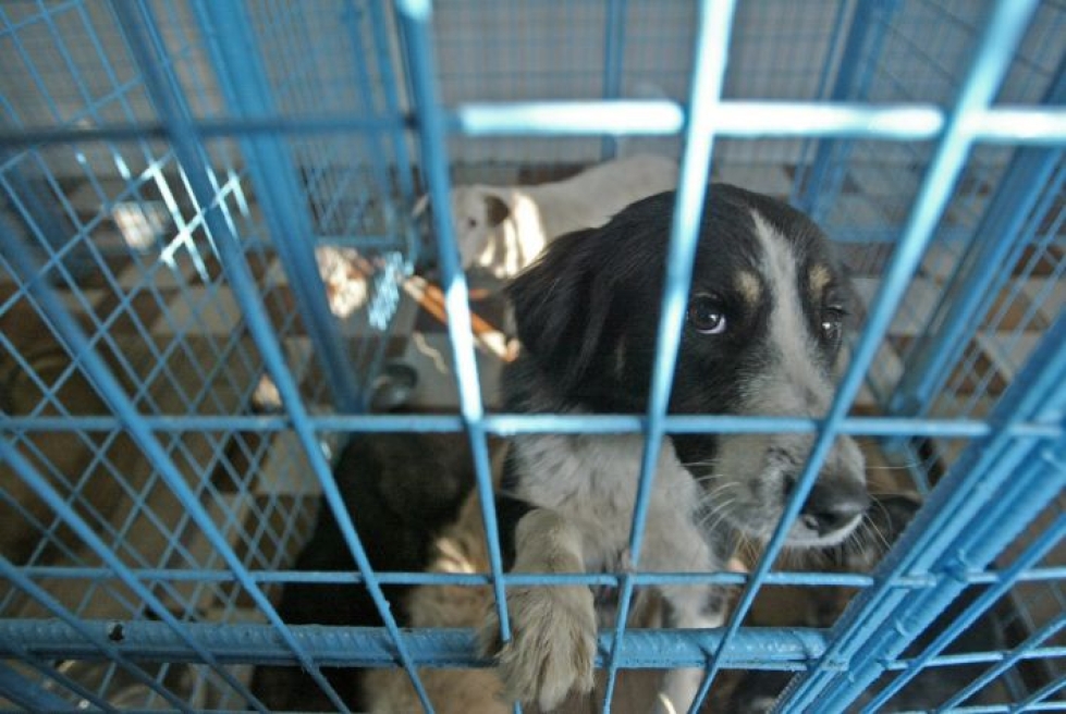 Romaniasta tuotu koira ehti olla Suomessa noin kaksi vuotta. Kuvituskuva. LEHTIKUVA/AFP