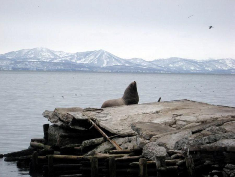 Merileijona lekotteli koleassa viimassa Petropavlovskin tuhotun kalastuskombinaatin kalalaiturin kivillä.
