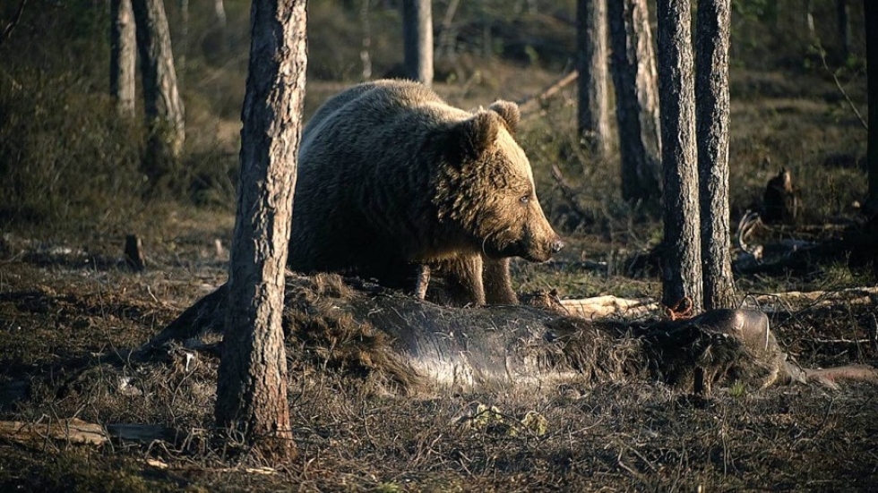 Tämä karhu on kuvattu pohjoiskarjalaisella haaskalla. Liperissä nähty karhu oli todennäköisesti parivuotias.