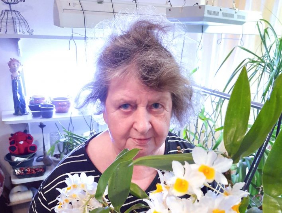 Eila Smura esittelee Dendrobium thyrsiflorumia, joka kukkii parhaillaan.