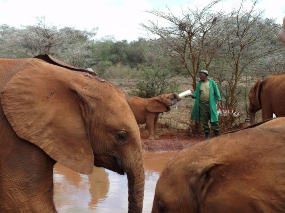 Päivittäisen vierailutunnin aikana eläintenhoitajat ruokkivat norsuja tuttipulloista.