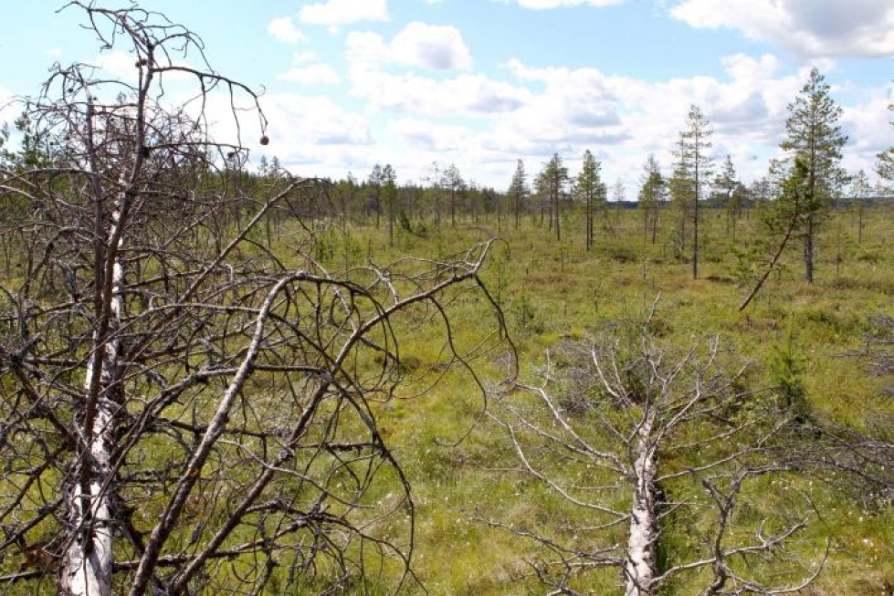 Kuvassa Koitajoen kansallispuistoa, jonka alueella on myös Koivusuon luonnonpuisto.