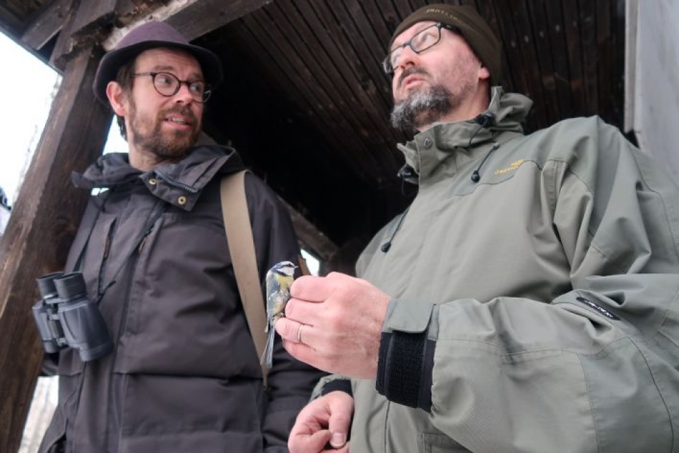 Juha Kauppinen (vas.), sinitiainen ja Markku Huttunen kohtaavat Höytiäisen lintuasemalla.