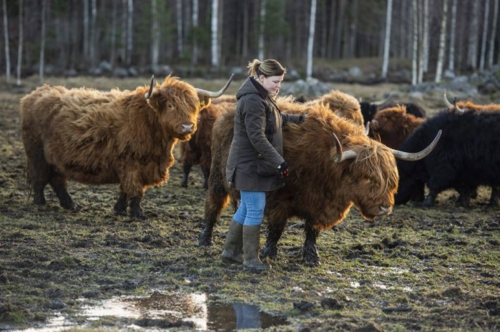 Nina Lappalainen on iloinen voidessaan tuottaa eettisesti kestävää lihaa. Ylämaankarja laiduntaa ympäri vuoden väljissä oloissa ulkona.