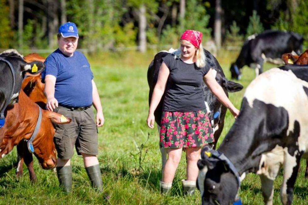 Kesä, karja ja kärpäset -maaseutuidylli on säilynyt vielä Kiihtelysvaaran Särkivaarassa Asko ja Marita Miettisen maitotilalla.