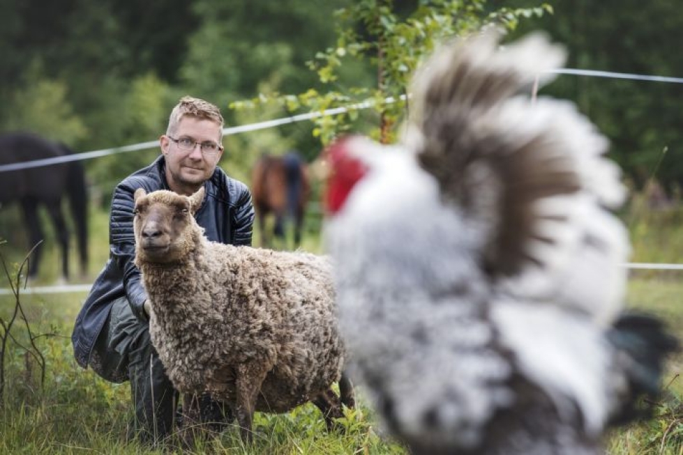 Mäntytien kotiepäinpihan rakastetuin eläin on Rusina, joka on lauhkea jopa lampaaksi. Kuvassa isäntä Joni Keinänen. 