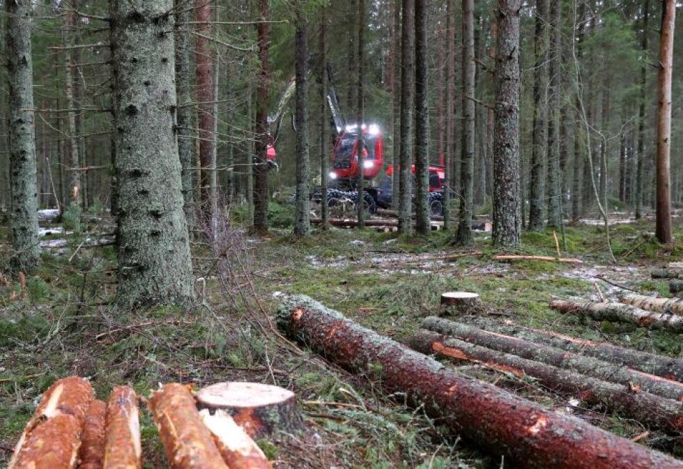 Suomen puuston tilavuus on kasvanut sadassa vuodessa 70 prosenttia ja metsät ovat tihentyneet koko maassa.