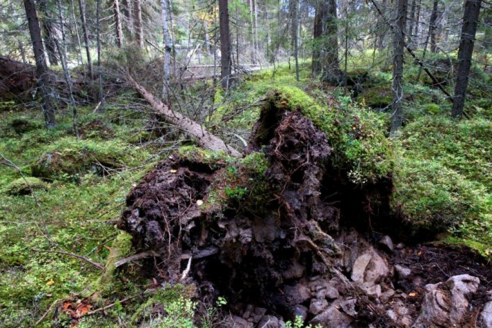 Jos kaatuneita puita ei korjaa pois, ne voivat toimia metsätuhohyönteisten lisääntymispaikkana.