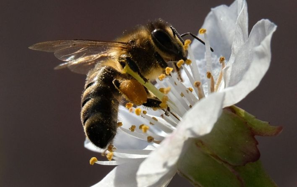 Elinympäristöjen katoaminen, hyönteismyrkyt ja kemialliset lannoitteet ovat vaaraksi myös mehiläisille. LEHTIKUVA/AFP
