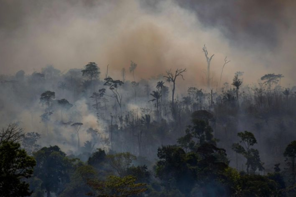 Sademetsä oli tulessa Altamirassa Paran osavaltiossa tiistaina. Lehtikuva/AFP