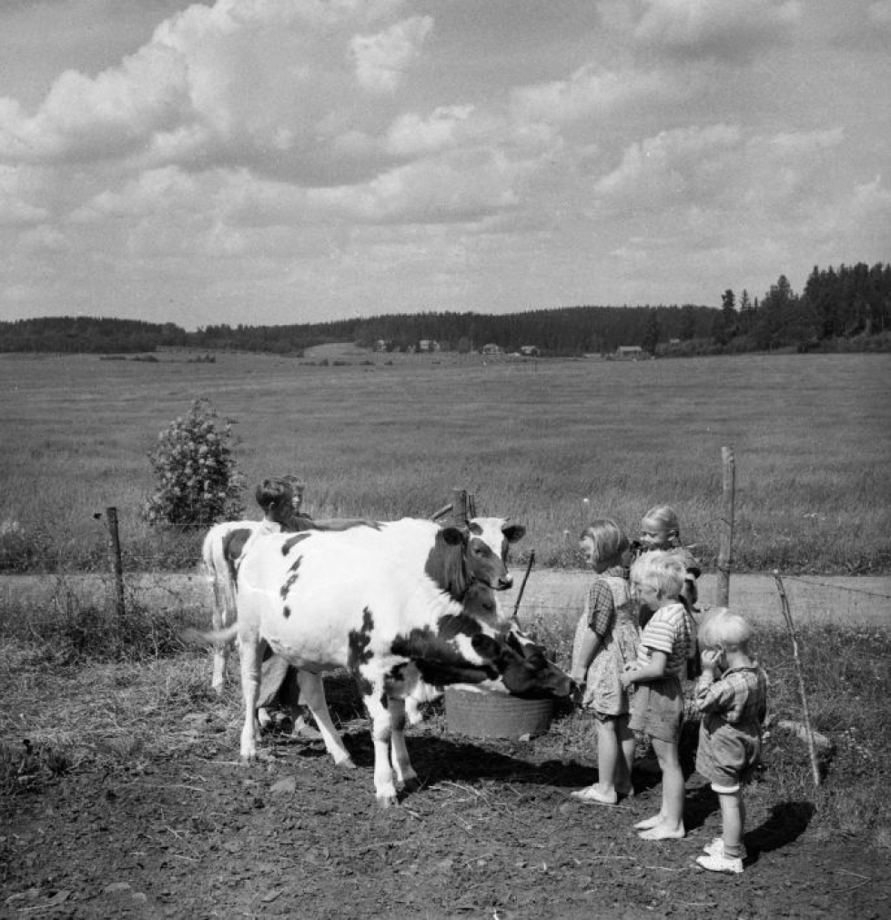 Pellavapäiset lapset ja lehmät kohtaavat laitumella kesällä 1953. LEHTIKUVA