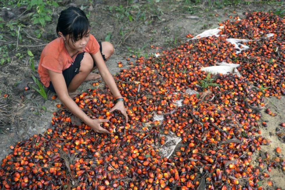 Indonesiassa 13-vuotias tyttö oli töissä palmuöljyplantaasilla Pelalawanissa syyskuussa 2015. LEHTIKUVA/AFP