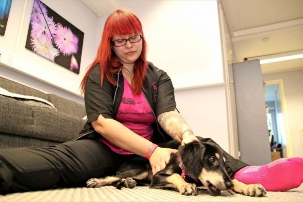 Tiina Pitkänen on koulutettu koirahieroja. Pentukoiria ei vielä saa hieroa. Sen sijaan hän tekee kolmen kuukauden ikäiselle salukilleen koskettelu- ja rentoutumisharjoituksia.
