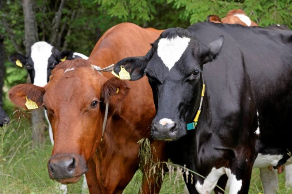 Kevytmaidon hiilijalanjäljestä vajaa puolet aiheutuu lehmästä.