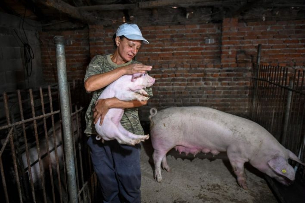 Bulgarialainen Vania Dimitrova saa lisätuloja kasvattamalla takapihallaan sikoja. LEHTIKUVA/AFP